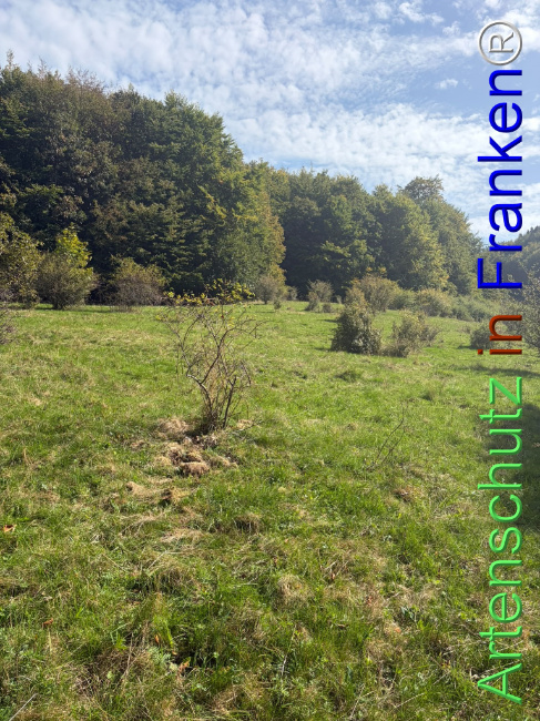 Bild zum Eintrag (1150090-160)