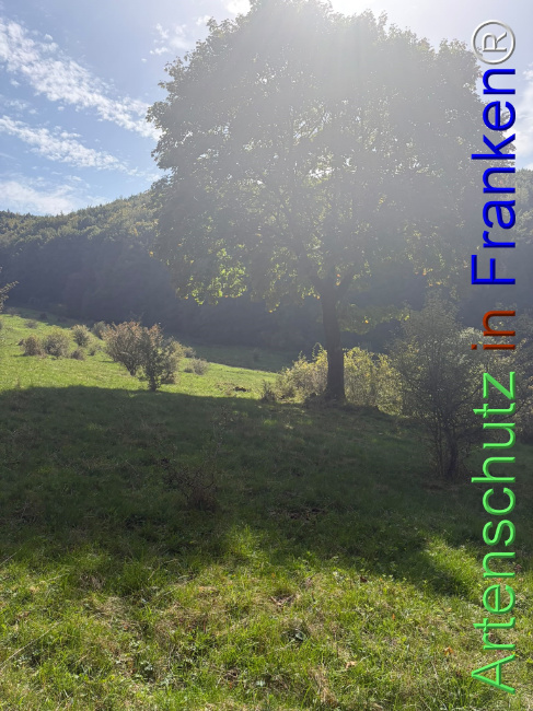 Bild zum Eintrag (1150092-160)