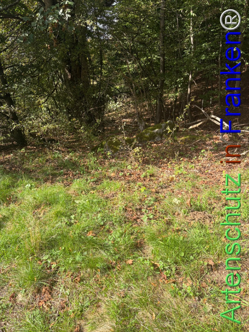 Bild zum Eintrag (1150094-160)