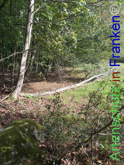 Bild zum Eintrag (1150095-160)