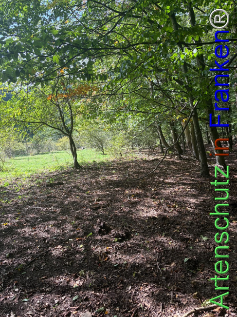 Bild zum Eintrag (1150101-160)