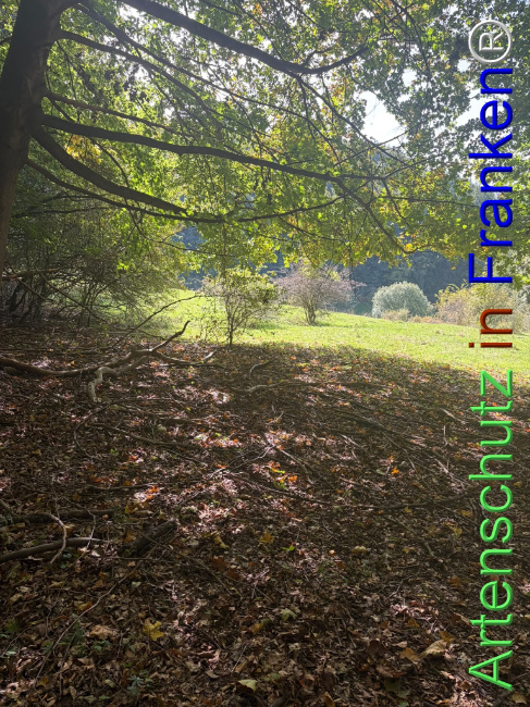 Bild zum Eintrag (1150102-160)