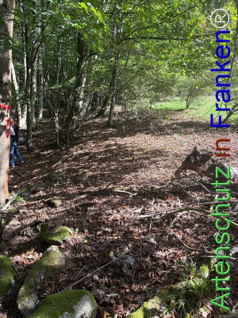 Bild zum Eintrag (1150104-160)