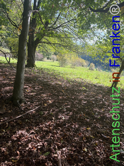 Bild zum Eintrag (1150126-160)