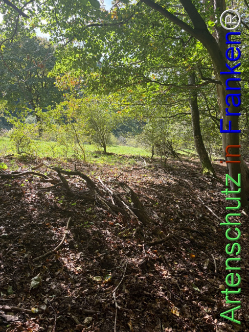 Bild zum Eintrag (1150128-160)