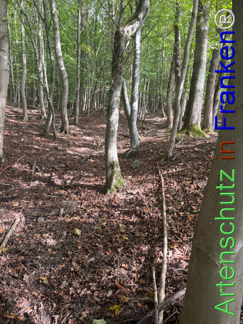 Bild zum Eintrag (1150133-160)