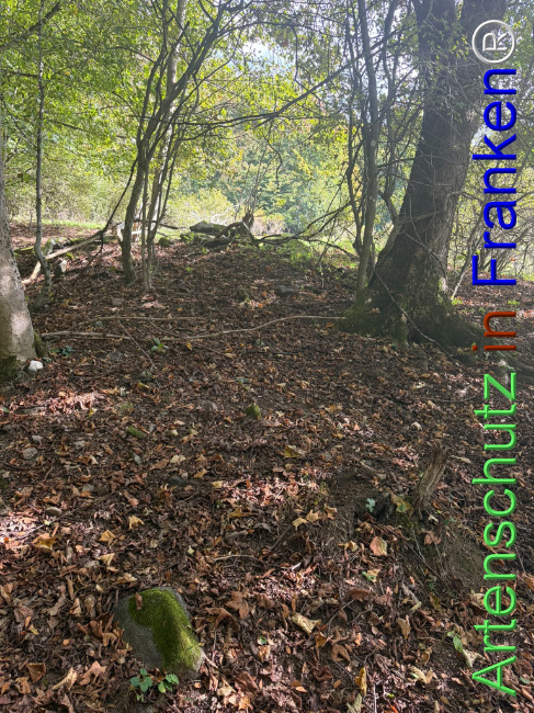 Bild zum Eintrag (1150135-160)