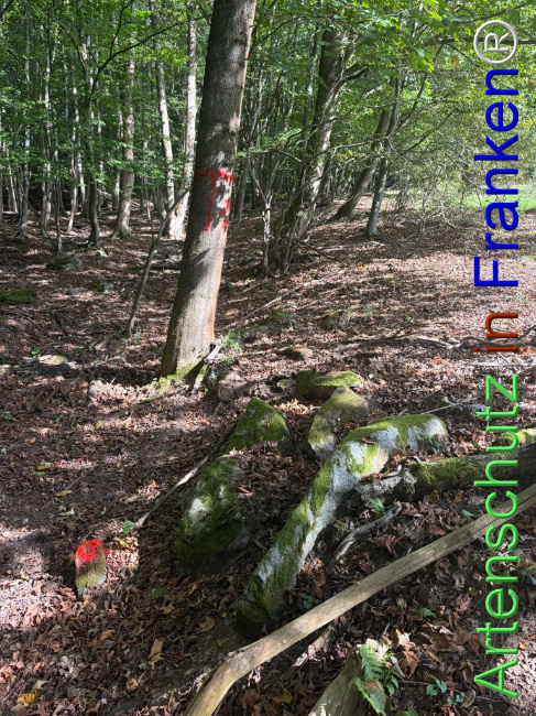 Bild zum Eintrag (1150136-160)