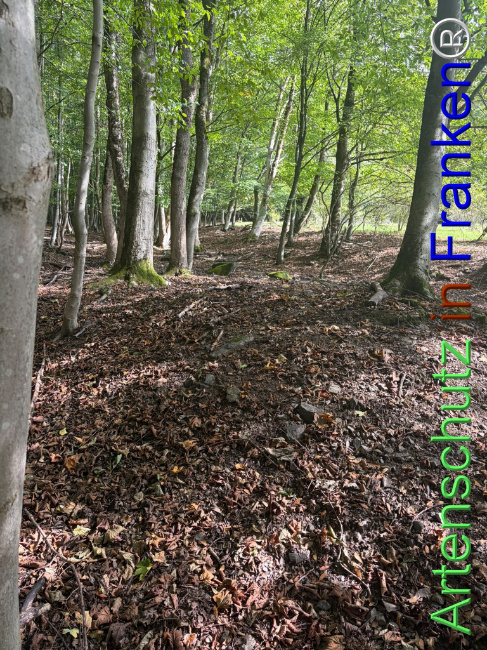 Bild zum Eintrag (1150138-160)