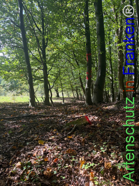 Bild zum Eintrag (1150139-160)