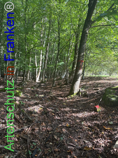 Bild zum Eintrag (1150141-160)