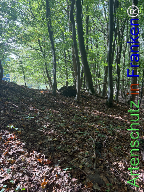 Bild zum Eintrag (1150145-160)