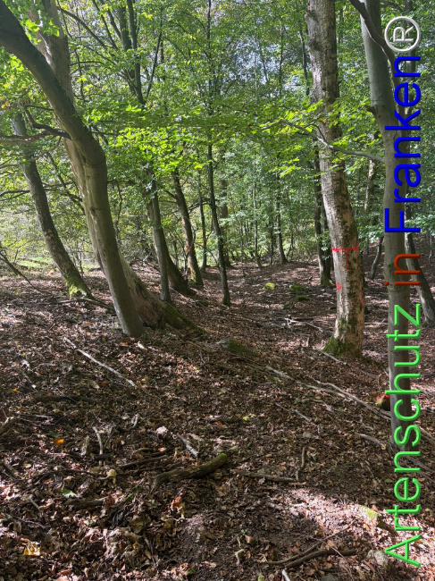 Bild zum Eintrag (1150147-160)