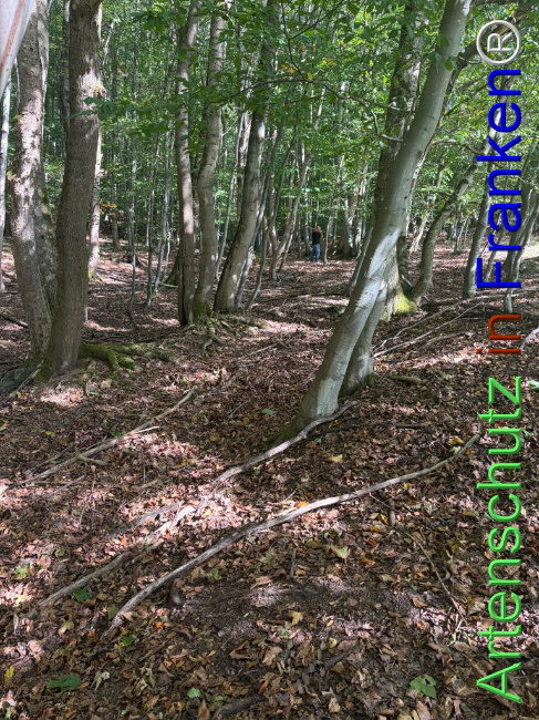 Bild zum Eintrag (1150148-160)