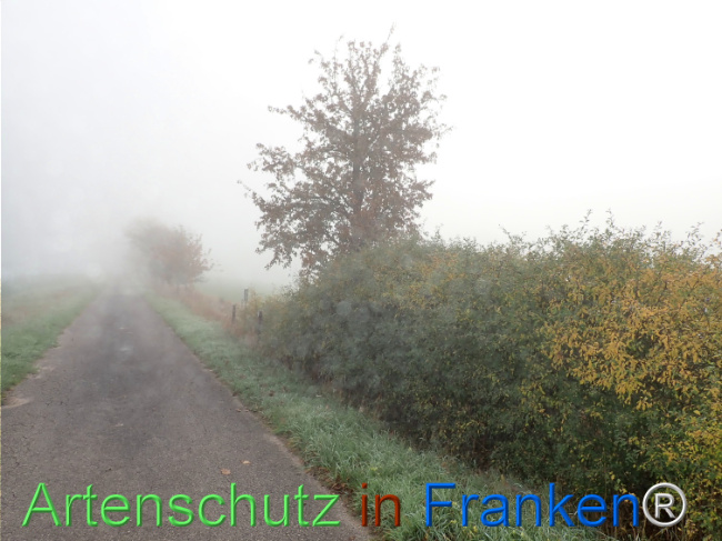 Bild zum Eintrag (1150385-160)