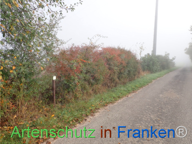 Bild zum Eintrag (1150387-160)
