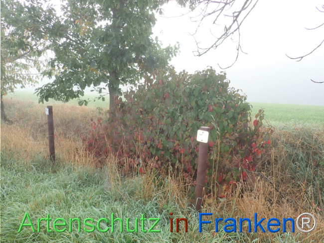 Bild zum Eintrag (1150388-160)