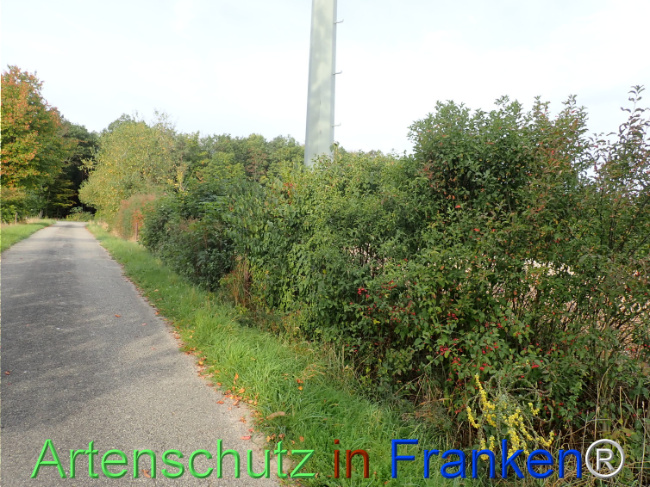 Bild zum Eintrag (1150390-160)