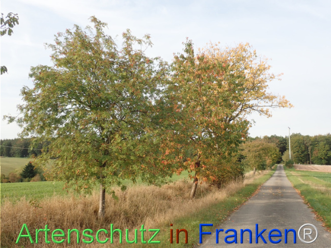 Bild zum Eintrag (1150391-160)