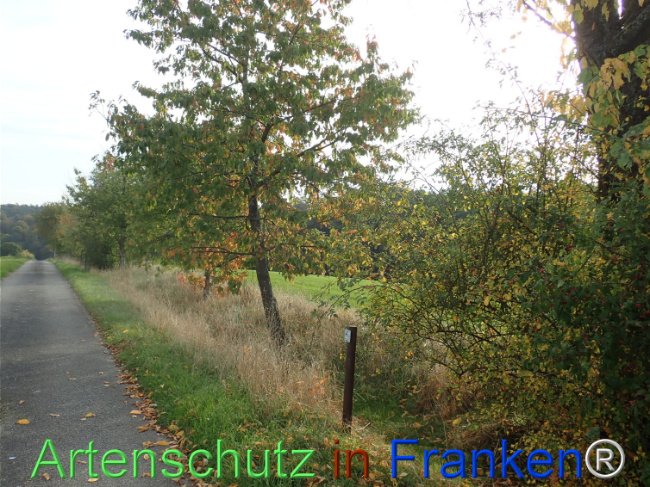 Bild zum Eintrag (1150392-160)