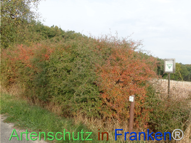 Bild zum Eintrag (1150394-160)