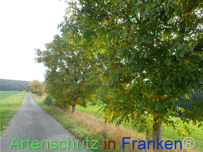 Bild zum Eintrag (1150395-160)