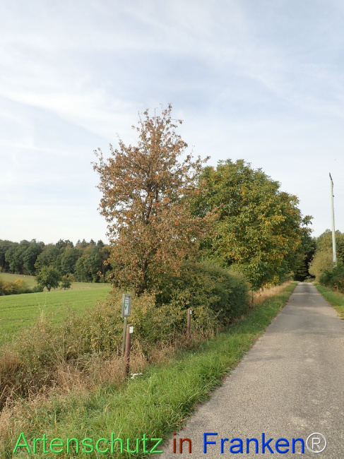 Bild zum Eintrag (1150396-160)