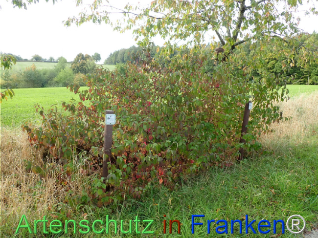 Bild zum Eintrag (1150397-160)
