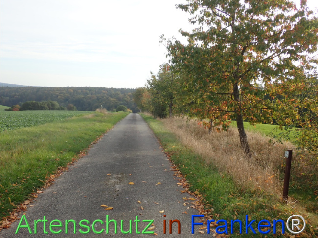 Bild zum Eintrag (1150398-160)
