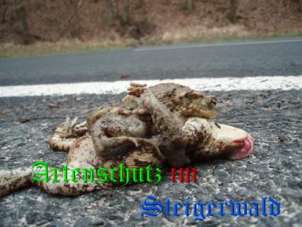 Copyright AiS Köhler Bild zum Eintrag (23918-160)