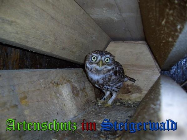 Copyright AiS / 2010 Rütten Bild zum Eintrag (24129-160)
