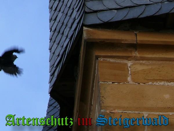 Copyright AiS / 2010 Weidner Bild zum Eintrag (24159-160)