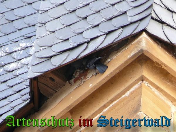 Copyright AiS / 2010 Weidner Bild zum Eintrag (24160-160)