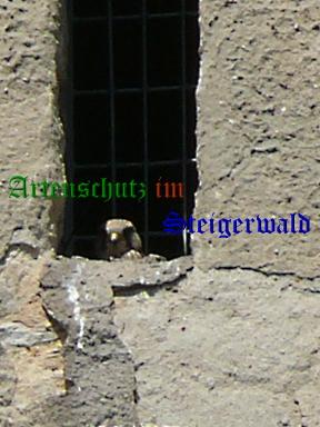 Copyright AiS / 2010 Weidner Bild zum Eintrag (24230-160)