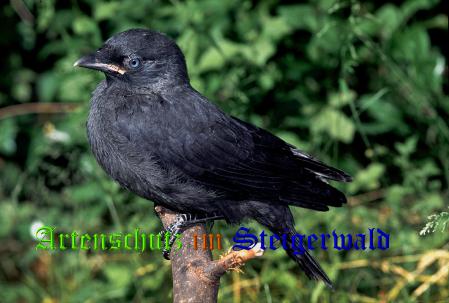 Copyright AiS / Willner Bild zum Eintrag (24277-160)