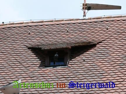 Copyright AiS / 2008 M. Köhler Bild zum Eintrag (24290-160)