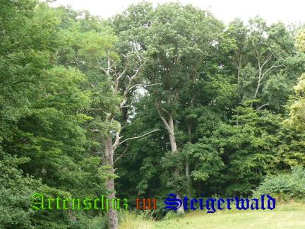 Copyright AiS / 2008 M. Köhler Bild zum Eintrag (24306-160)