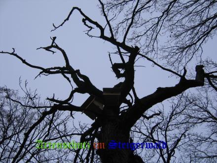 Copyright AiS / 2008 Köhler Bild zum Eintrag (24311-160)