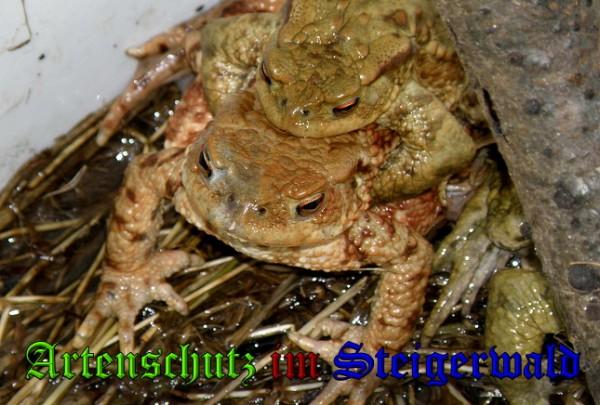 Copyright AiS / 2010 - Albert Meier Bild zum Eintrag (24371-160)