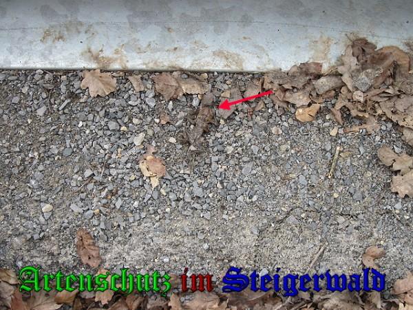 Copyright AiS / Brunner Bild zum Eintrag (24379-160)
