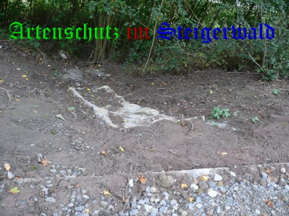 Copyright AiS / 2009 - Köhler Bild zum Eintrag (24426-160)