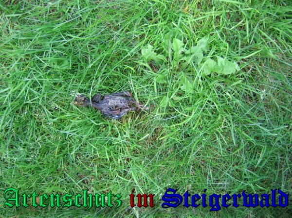 Copyright AiS / 2009 Bild zum Eintrag (24465-160)