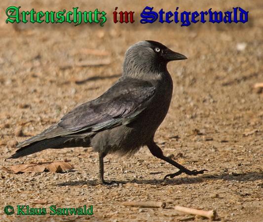 Copyright AiS / 2010 Klaus Sanwald Bild zum Eintrag (24496-160)