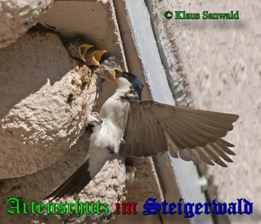 Copyright AiS / 2009 Klaus Sanwald Bild zum Eintrag (24520-160)