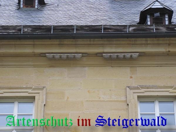 Copyright AiS / 2009 Feilenbach Bild zum Eintrag (24526-160)