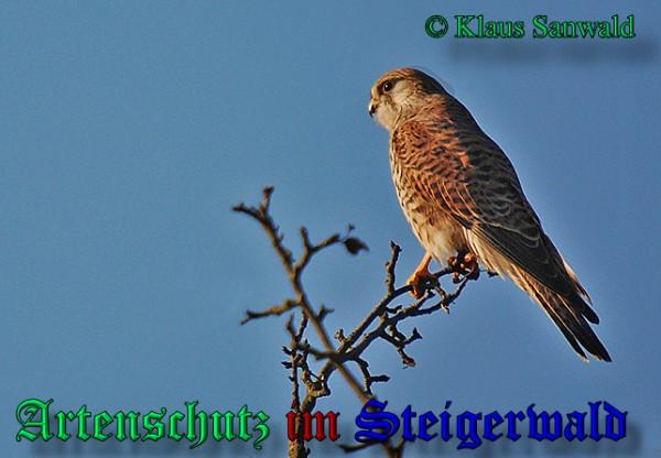 Copyright AiS / 2009 Klaus Sanwald Bild zum Eintrag (24539-160)