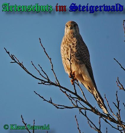 Copyright AiS / 2009 Klaus Sanwald Bild zum Eintrag (24542-160)