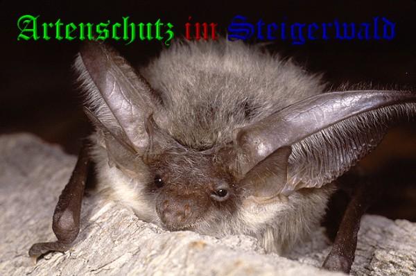 Copyright AiS / 2010 Wolfgang Willner Bild zum Eintrag (24546-160)