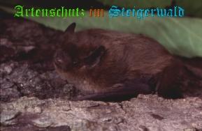 Copyright AiS / Grimmberger Bild zum Eintrag (24763-160)