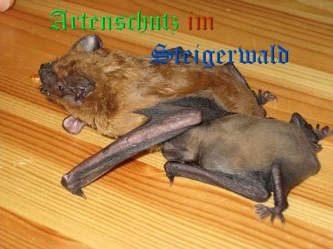 Copyright AiS / Stepanek Bild zum Eintrag (24768-160)